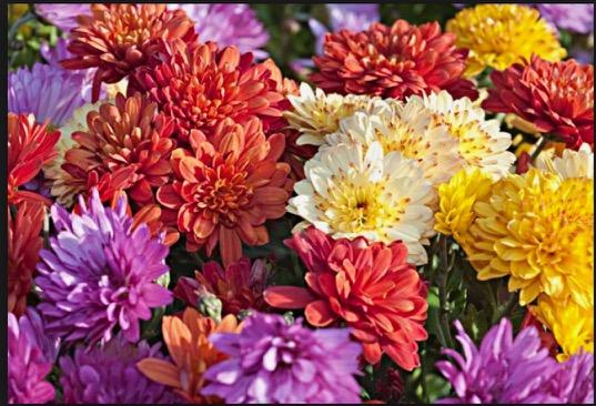 Fleurs